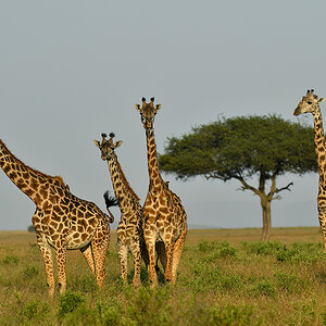 _5RG9706_20180723_174620_2560Masai Mara 2018_3154Masai Mara 2018-1200.jpg
