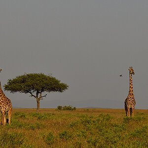 _R055655_20180723_174002_2485Masai Mara 2018_3227Masai Mara 2018-2-1200.jpg
