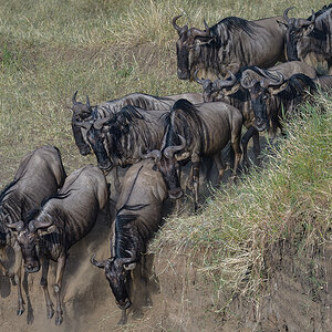 _85R1531_20180724_081012_2371Masai Mara 2018_3329Masai Mara 2018-1200.jpg