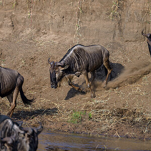 _85R1607_20180724_081052_2372Masai Mara 2018_3330Masai Mara 2018-1200.jpg