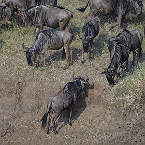 _85R1623_20180724_081249_2374Masai Mara 2018_3332Masai Mara 2018-1200.jpg