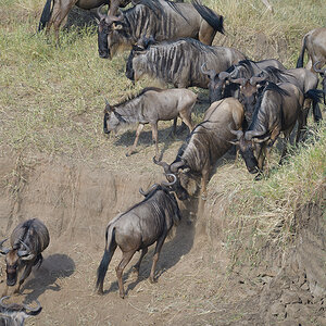 _85R1724_20180724_081433_2376Masai Mara 2018_3334Masai Mara 2018-1200.jpg
