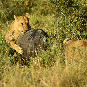 _5RG0274_20180724_083020_2268Masai Mara 2018_3242Masai Mara 2018-1200.jpg