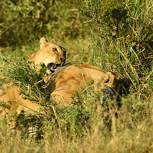 _5RG0288_20180724_083027_2269Masai Mara 2018_3243Masai Mara 2018-1200.jpg