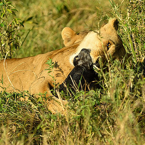 _5RG0303_20180724_083031_2270Masai Mara 2018_3244Masai Mara 2018-1200.jpg
