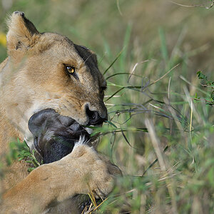 _85R2319_20180724_083142_2398Masai Mara 2018_3356Masai Mara 2018-1200.jpg