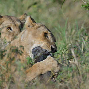 _85R2344_20180724_083154_2399Masai Mara 2018_3357Masai Mara 2018-1200.jpg