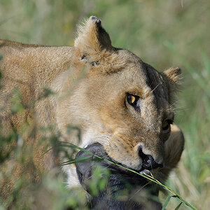 _85R2450_20180724_083539_2400Masai Mara 2018_3358Masai Mara 2018-1200.jpg