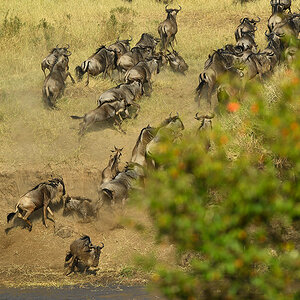 _5RG0384_20180724_085003_2276Masai Mara 2018_3250Masai Mara 2018-1200.jpg