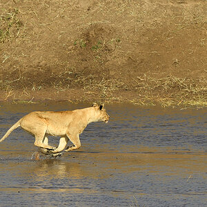 _5RG0385_20180724_085007_2277Masai Mara 2018_3251Masai Mara 2018-1200.jpg