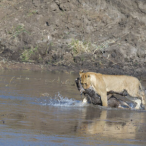 _85R2582_20180724_085154_2402Masai Mara 2018_3360Masai Mara 2018-1200.jpg