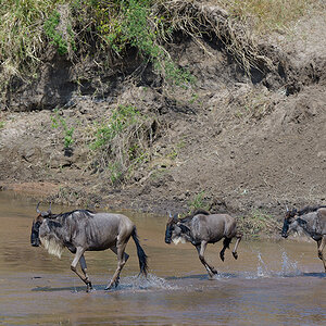 _85R2962_20180724_105222_2411Masai Mara 2018_3369Masai Mara 2018-1200.jpg