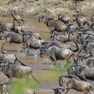 _85R3047_20180724_105614_2419Masai Mara 2018_3377Masai Mara 2018-1200.jpg