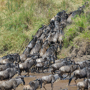 _85R3073_20180724_105621_2421Masai Mara 2018_3379Masai Mara 2018-1200.jpg