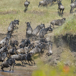 _85R3105_20180724_105631_2426Masai Mara 2018_3384Masai Mara 2018-1200.jpg