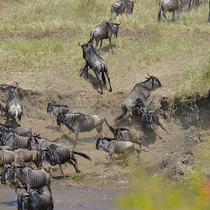 _85R3112_20180724_105633_2431Masai Mara 2018_3389Masai Mara 2018-1200.jpg