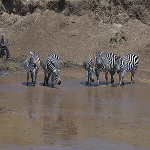 _85R3162_20180724_114233_2432Masai Mara 2018_3390Masai Mara 2018-1200.jpg