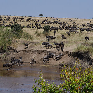 _R055731_20180724_105850_2354Masai Mara 2018_3403Masai Mara 2018-1200.jpg