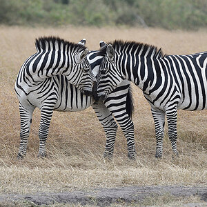 _R055826_20180724_132017_2362Masai Mara 2018_3411Masai Mara 2018-1200.jpg