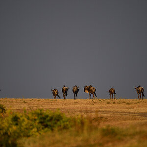 _5RG1535_20180724_180051_2331Masai Mara 2018_3307Masai Mara 2018-1200.jpg
