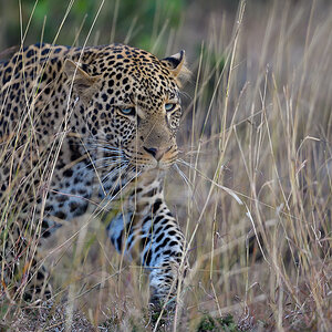 _5RG1587_20180724_181339_2335Masai Mara 2018_3311Masai Mara 2018-1200.jpg