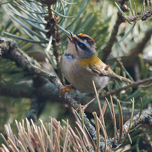 N4068308nikon.jpg