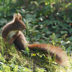 N4088688nikon.jpg