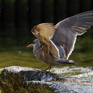 P1154164-2.jpg