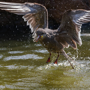 P1186528-2.jpg