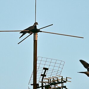 Birds in flight - 2.jpg