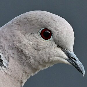 Taube-Closeup.jpg