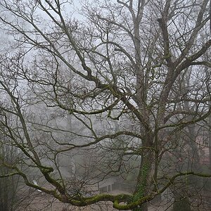 Nebel vor dem Dachfenster 1.jpg