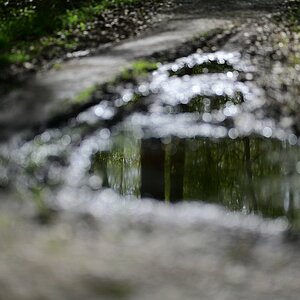 Wald_10.jpg