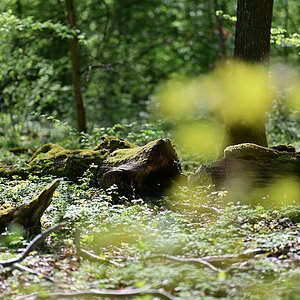 Wald_9.jpg