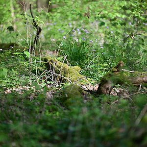 Wald_6.jpg