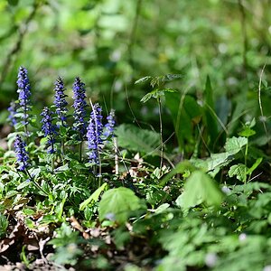 Wald_2.jpg