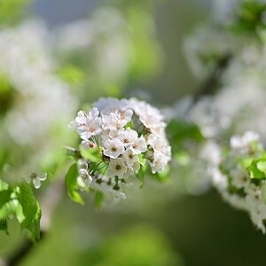 Frühling_3.jpg