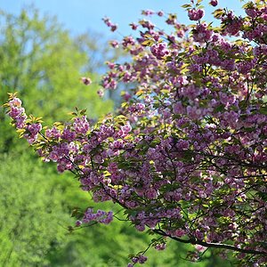 Frühling_1.jpg