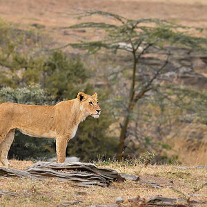 _5RG1797_20180725_072542_1003Masai Mara 2018-1200.jpg