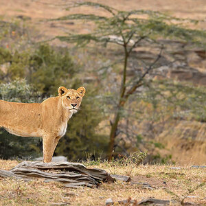_5RG1809_20180725_072544_1004Masai Mara 2018-1200.jpg