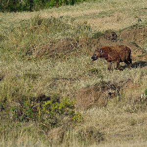 _5RG2112_20180725_083011_1013Masai Mara 2018-1200.jpg