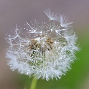 Pusteblume_Plena.jpg
