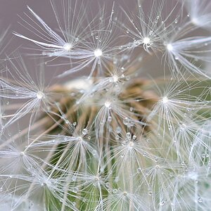 Pusteblume_100Prozent_Plena.jpg