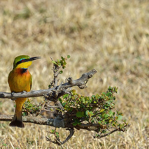 _5RG2286_20180725_085554_1025Masai Mara 2018-1200.jpg