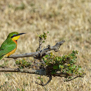 _5RG2322_20180725_085632_1028Masai Mara 2018-1200.jpg