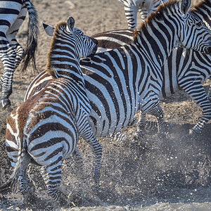 _5RG2220_20180725_084652_1020Masai Mara 2018-1200.jpg
