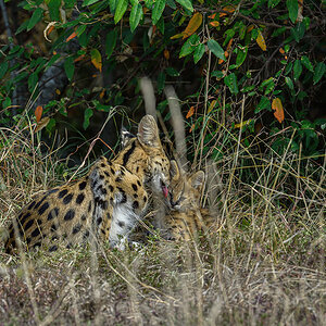 _5RG3340_20180725_095530_1045Masai Mara 2018-1200.jpg
