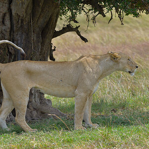 _85R3479_20180725_105519_1102Masai Mara 2018-1200.jpg