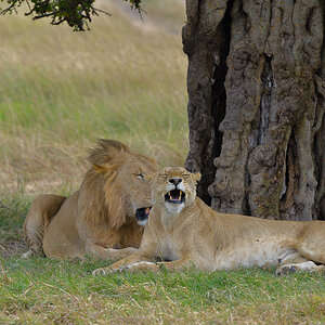 _85R3535_20180725_105602_1103Masai Mara 2018-1200.jpg