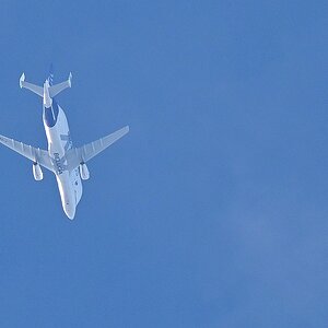 Beluga2.jpg